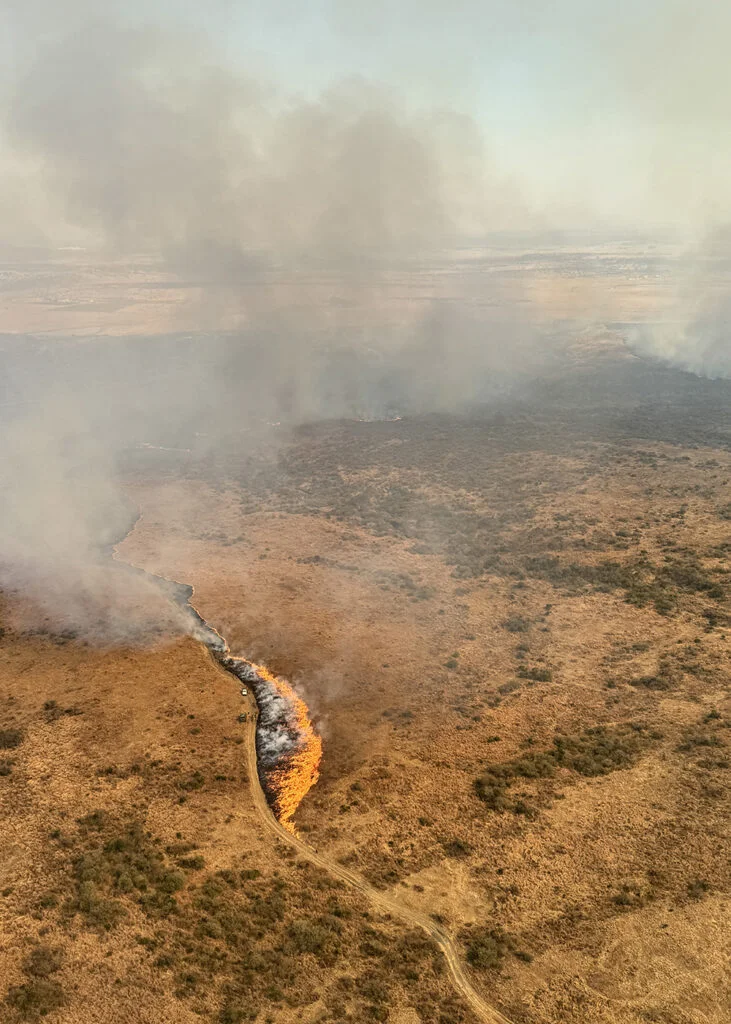 A designed burn in grassland: low flame front, a drip torch, an instrument pole in the unburned fuel ahead