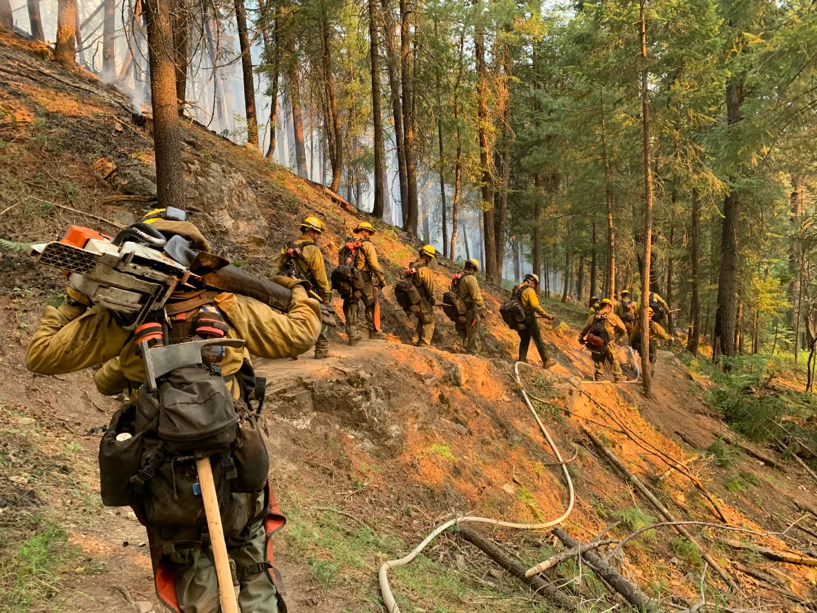 A fire crew walking a line through woodland